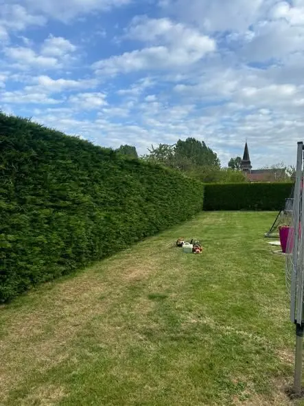 Avant : Haie de cyprès avant taille, au bord d'une pelouse avec clocher en arrière-plan